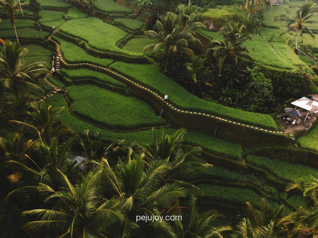 The Tegalalang Rice Terraces in Ubud, Bali: Complete Guide